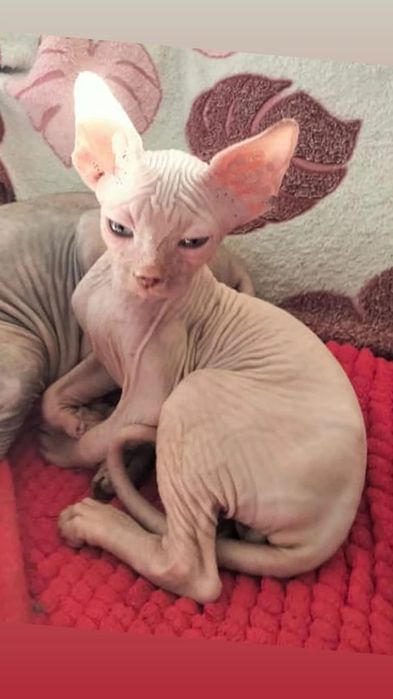 Канадский сфинкс  котята