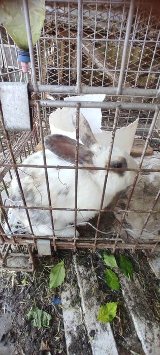 кролик (самец) 10 месяцев