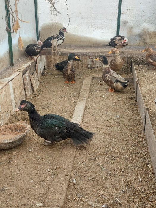 Утки башкирские ,,индоутки