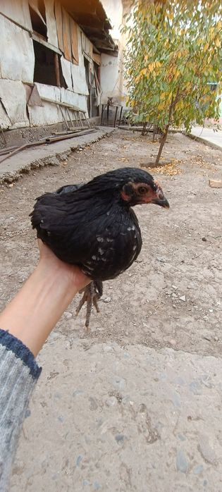 Курица с цеплонак