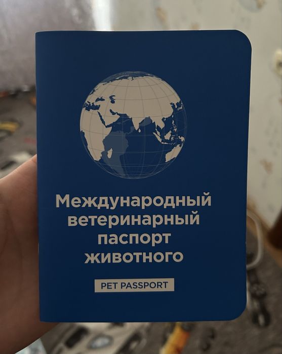 Продам Мопса Мальчика