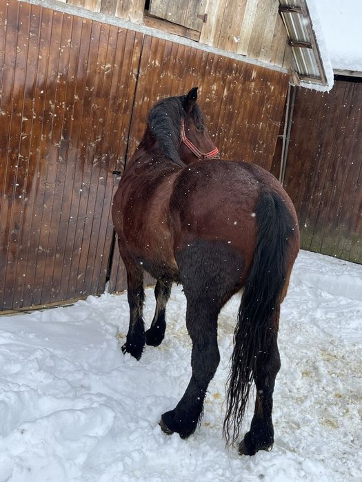 Vand iapa de 6 ani !