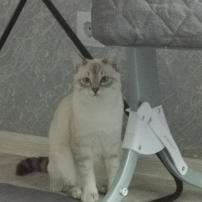 Отдам  даром Бесплатно