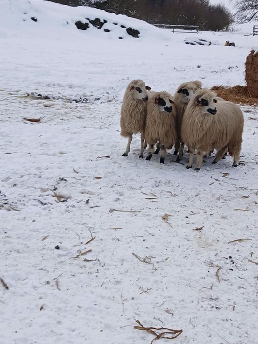 Vând 5 mioare gestante