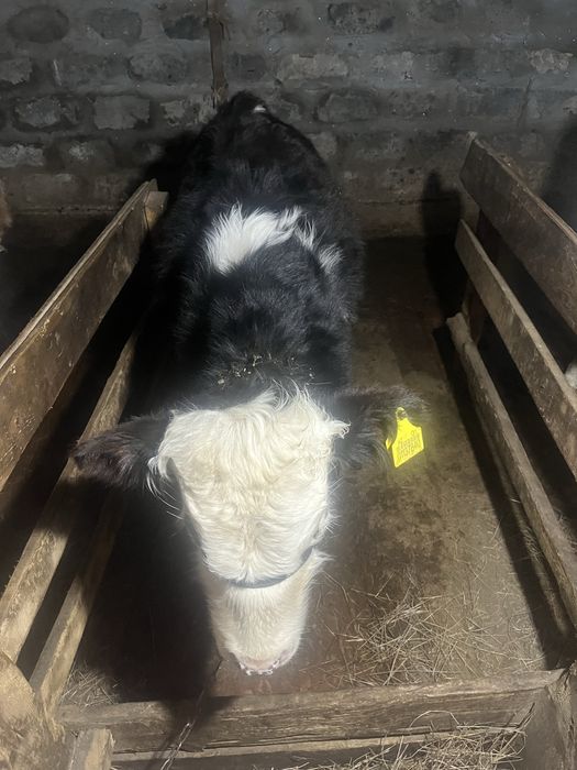 Продается бычок 8 месячный