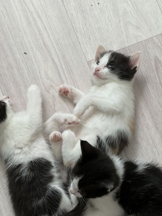 котята в хорошие руки