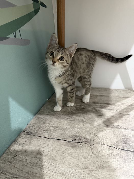 Отдам Котёнка в добрые руки