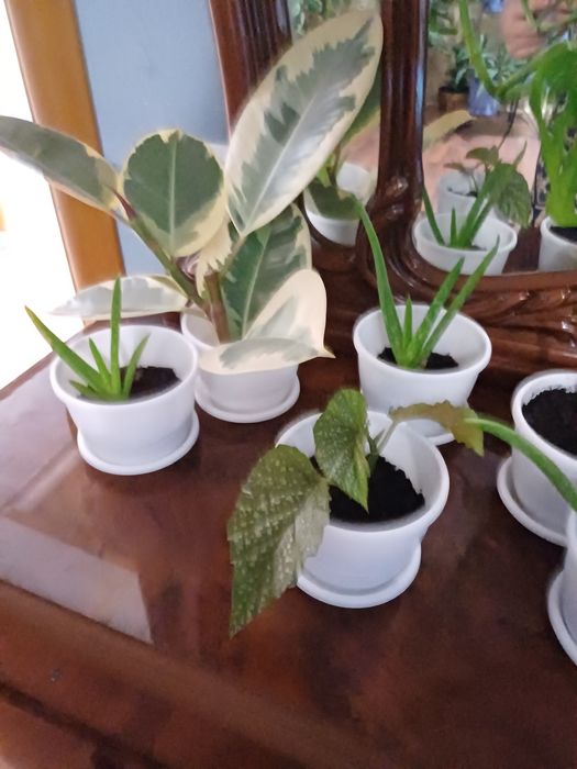 Алоэ вера фикус пестрый