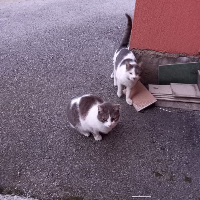 Котета на 10 месеца, кастрирани