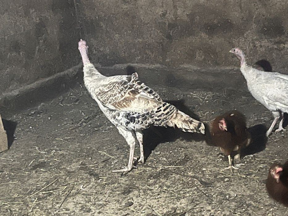 Продам индюка индюшку