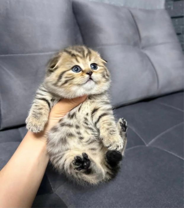 Роскошные Котятки