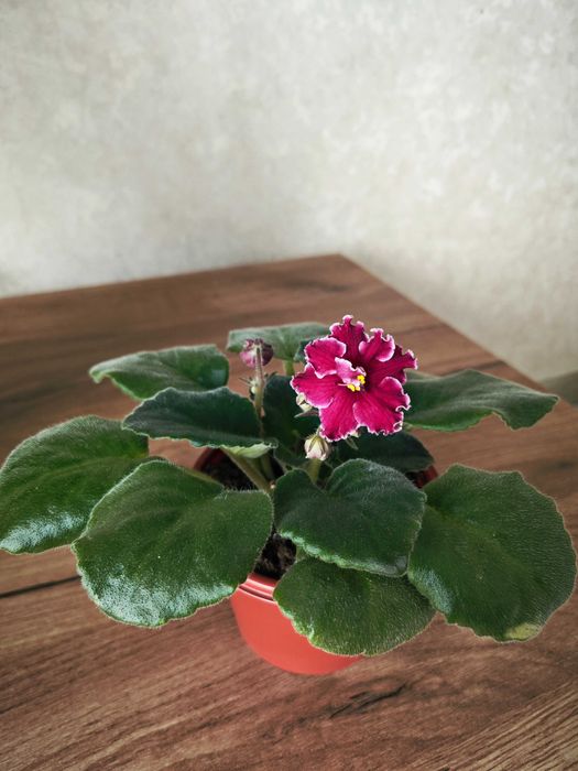 Фиалки  в горшках цветущие