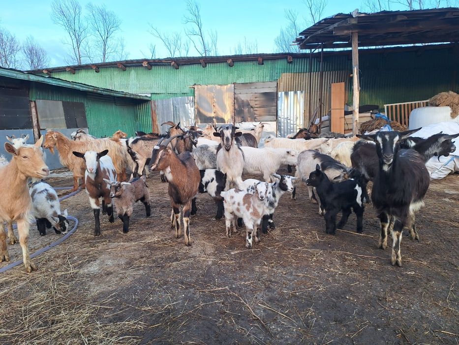 Vând capre cu iezii