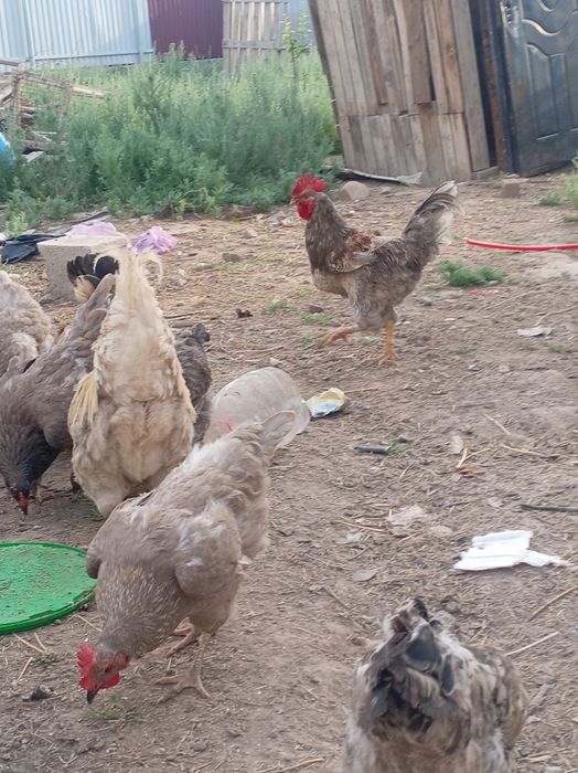 Продам курей этих