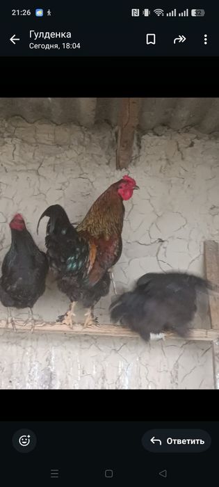 Продам петушков молодых