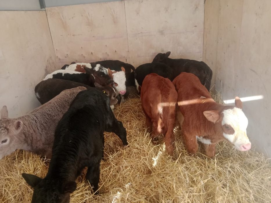 Продам телята  !!