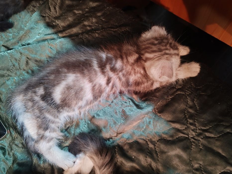 Пародистый красавец мальчик