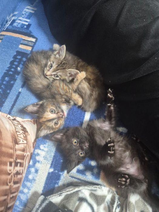 Котята 1 месяц 3 недели