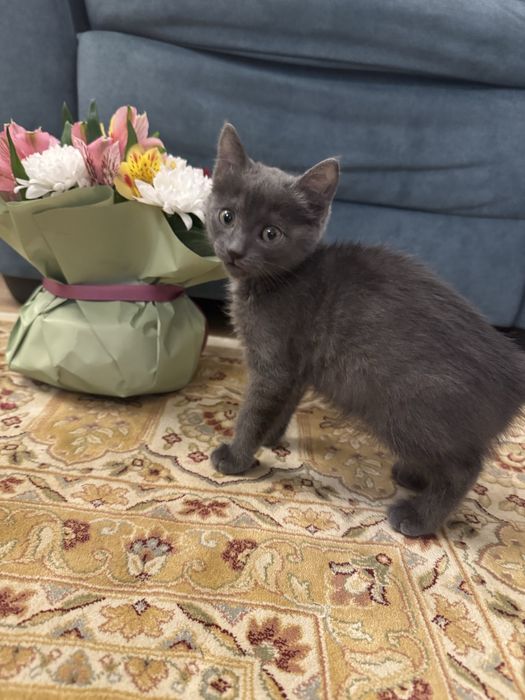 Котенок британец