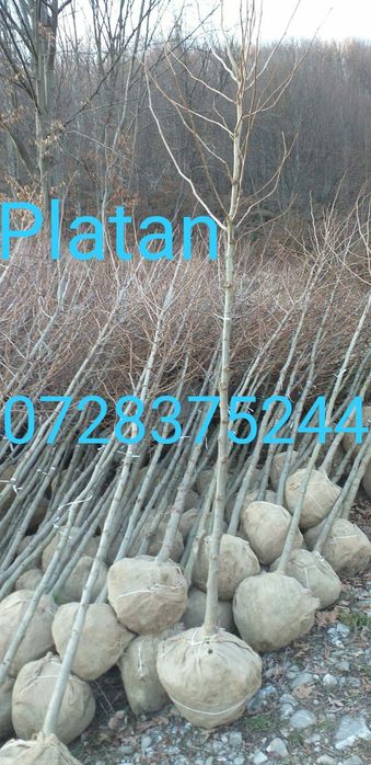 Arțar magnolia pom pon photinia Tei