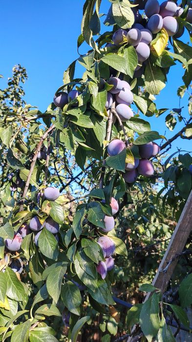 Prune Anna Spath de vanzare