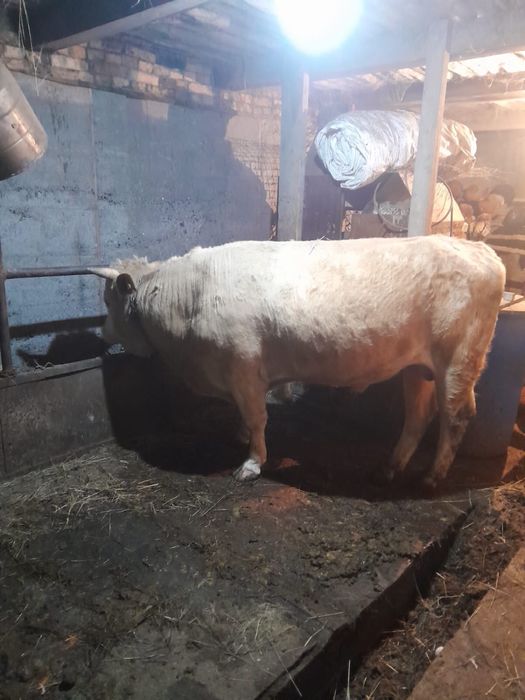 Продаётся семинтальский откормленный  бычок.