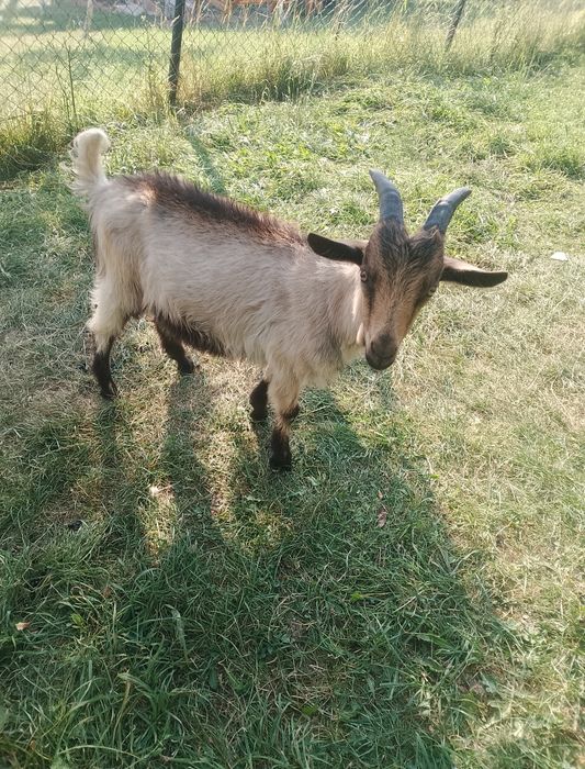 Vând  ied de ținut sau de tăiat