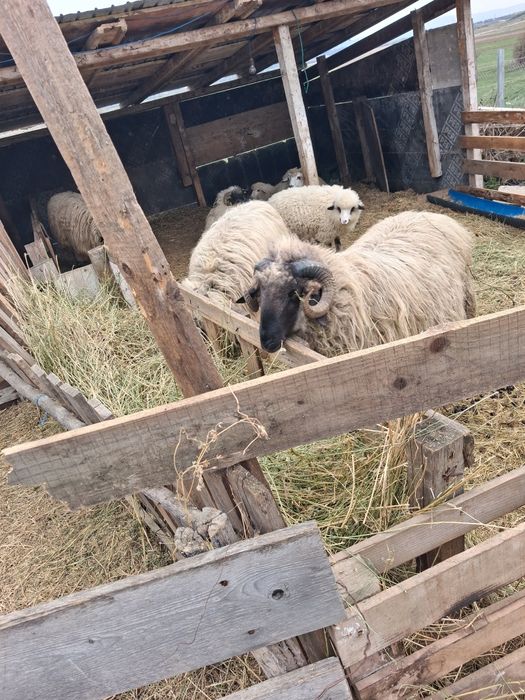 Vand mior tana de un an