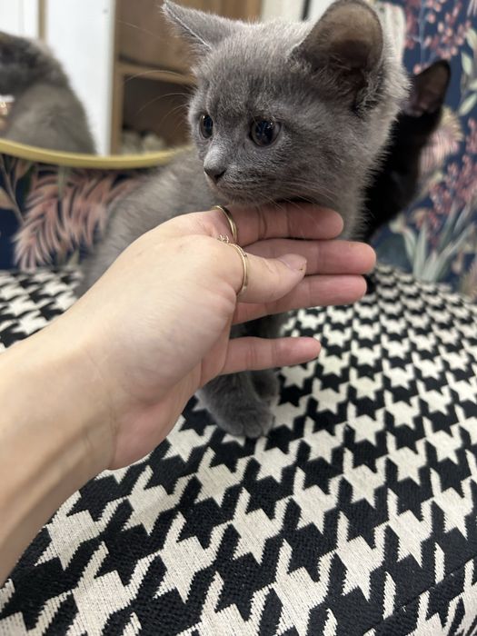 Отдам в добрые руки котят.