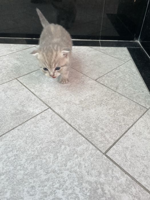 Скотиш фолд мушукчалар сотилади 7 та