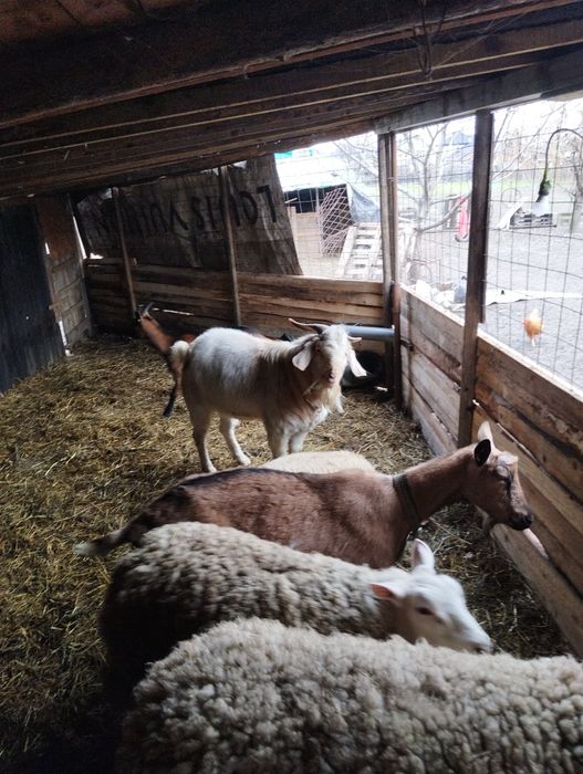 De vinzare un țap metis de boer cu sannen și o iedita boer