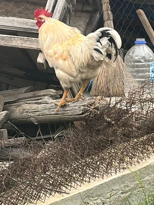 Продам 3 петухов