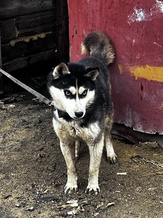 Отдам бесплатно