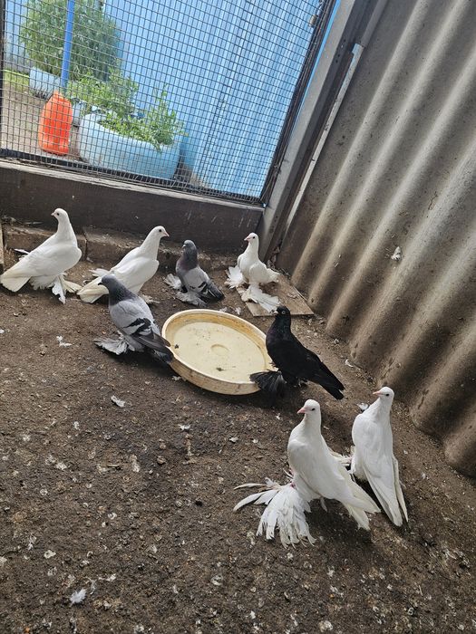 Продам голубей разных пород