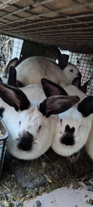 Калифорнийски зайци