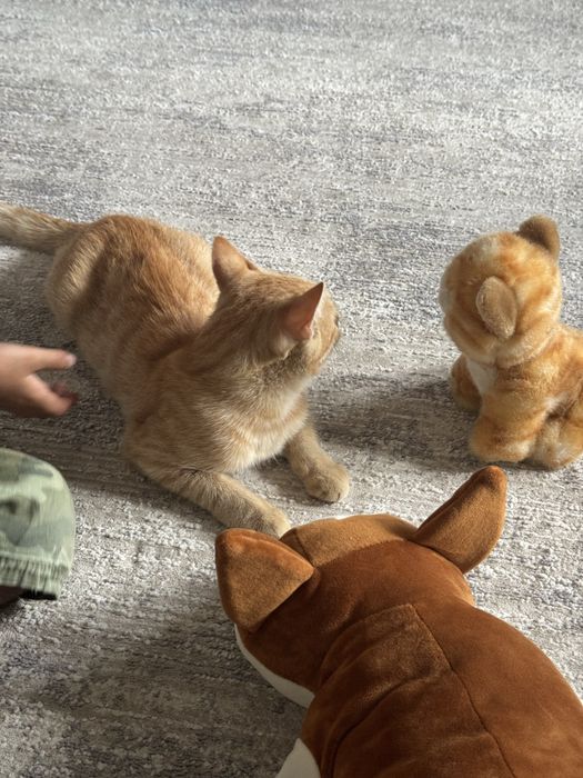 Котенок котёнок рыжик бесплатно кот