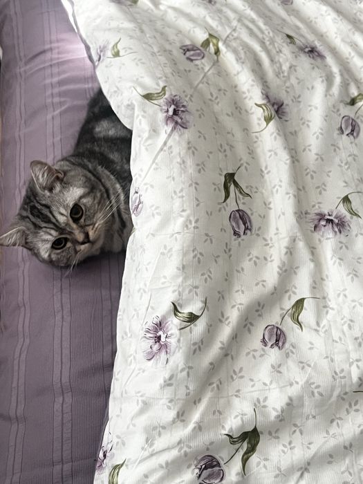 Кот British Shorthair silver tabby