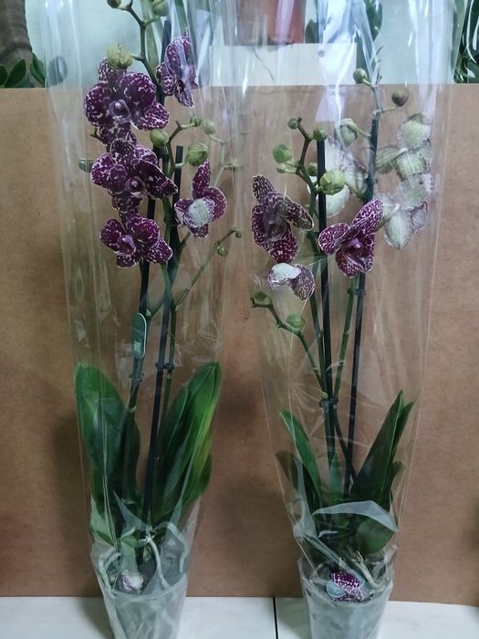 Орхидея Диекй кот 2 цветоноса