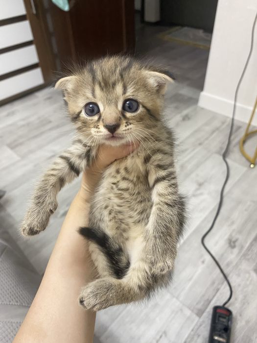 Шотланд,мальчик и девочка