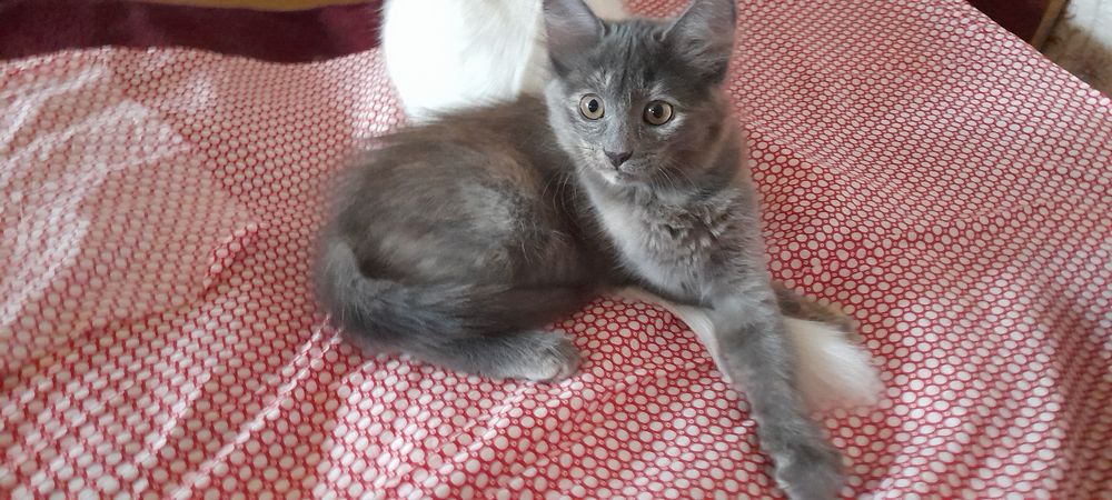 Отдам котёнка бесплатно