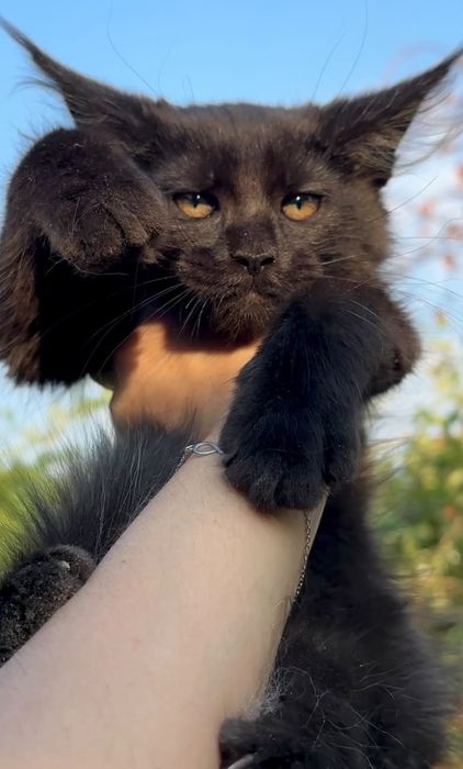 Котята Мейн Куны