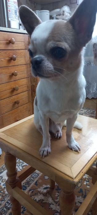 Вязка чихуахуа          .