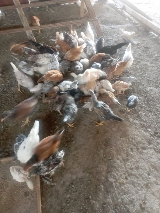 Тауыктар сатылады