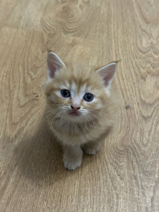 Котята шотланцы