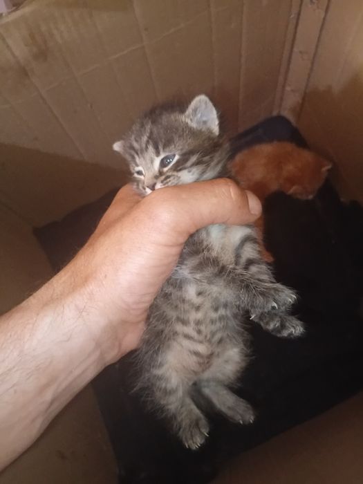 Веслоухие котята