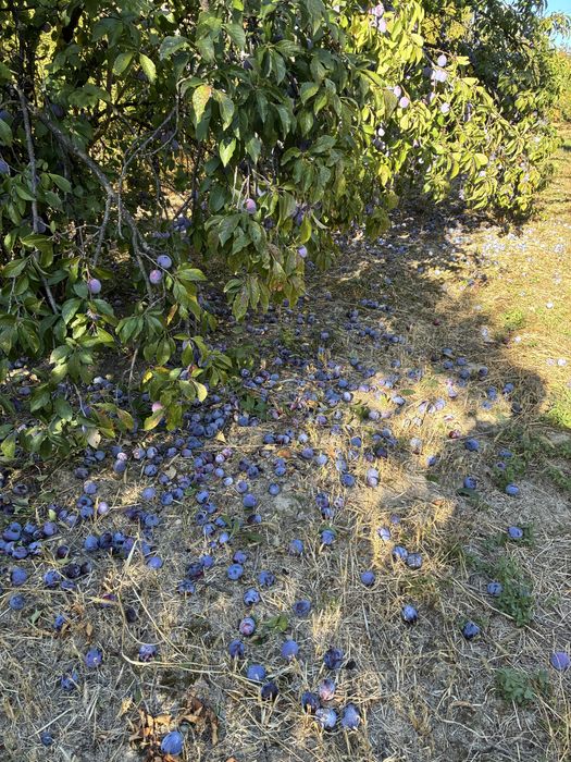 Prune pentru țuică / 0729492011