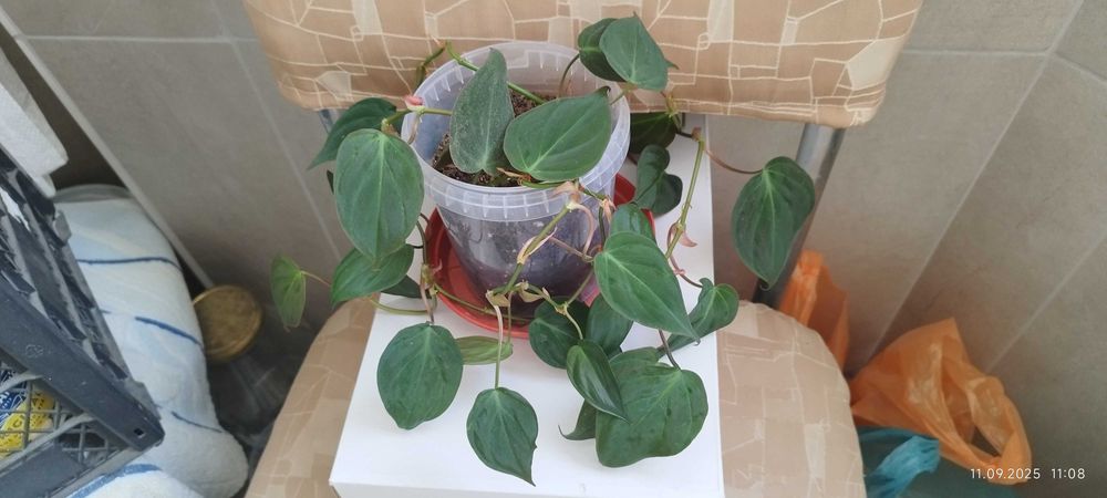 Филодендрон (Philodendron) / Сингониум (Syngonium)