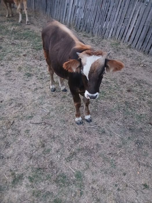 De vânzare vitel de 6 luni