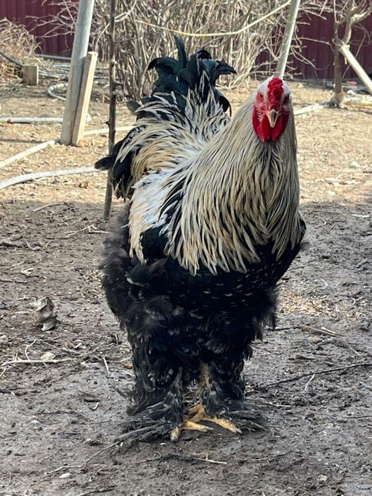 Петух брама 2 штуки