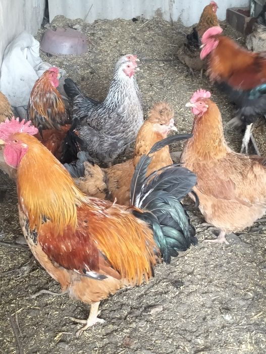 Цыплята домашние несушки